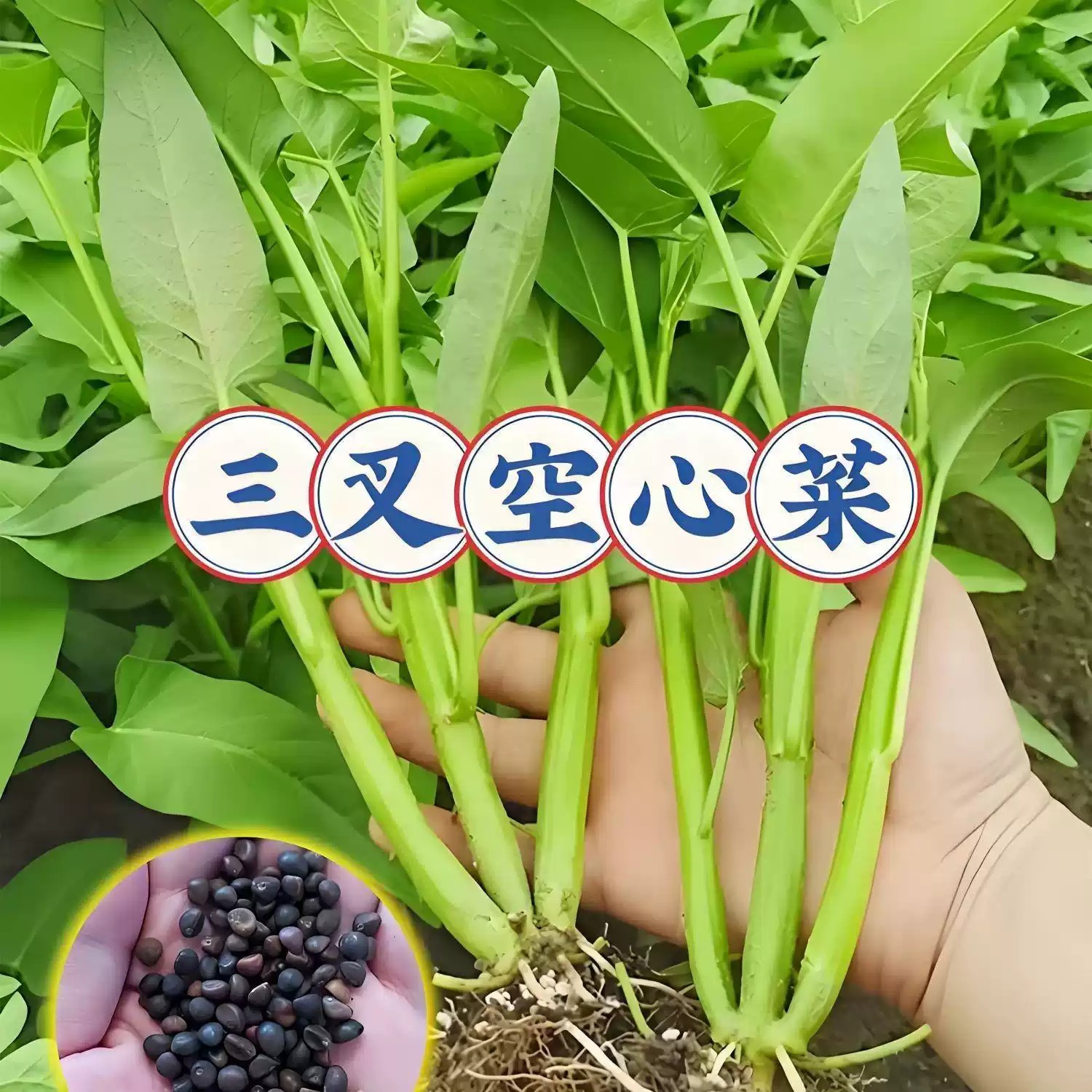 O1CN01DhHU5D1LyaraoxPQT_!!2651951368.jpg_q50.jpg_.jpg